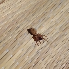 Paratrochosina amica