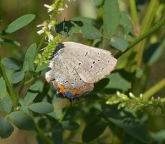 Satyrium acadica