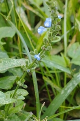 Salvia occidentalis
