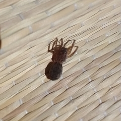 Paratrochosina amica