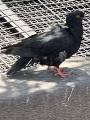 Columba livia domestica