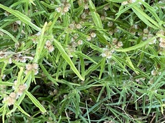 Alternanthera sessilis