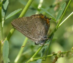 Satyrium acadica