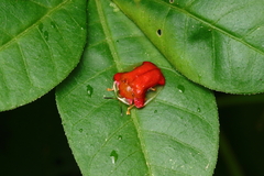 Charidotella rubicunda