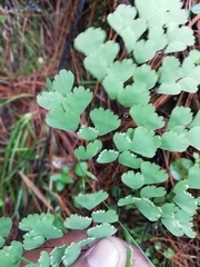 Adiantum andicola