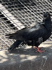 Columba livia domestica