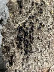 Rosellinia subiculata