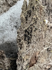 Rosellinia subiculata