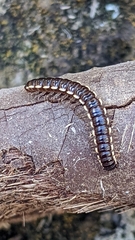 Myriapoda