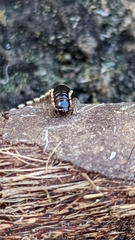Myriapoda