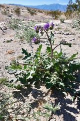 Phacelia crenulata ambigua
