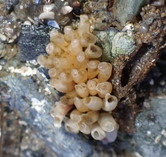 Ocenebrinae