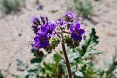 Phacelia crenulata ambigua