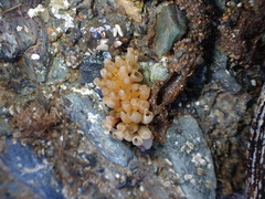 Ocenebrinae