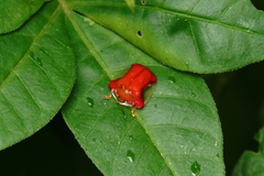 Charidotella rubicunda