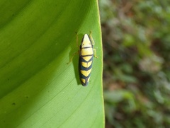 Platygonia spatulata