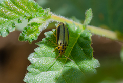 Xanthogaleruca luteola