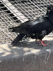 Columba livia domestica