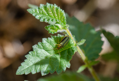 Xanthogaleruca luteola