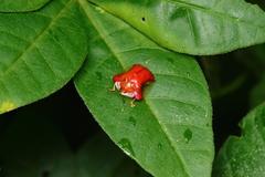 Charidotella rubicunda