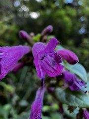 Clinopodium multiflorum