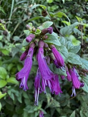 Clinopodium multiflorum