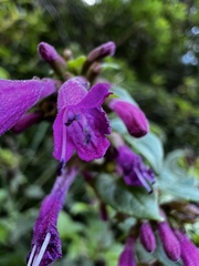 Clinopodium multiflorum