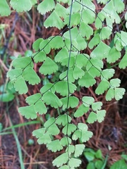 Adiantum andicola