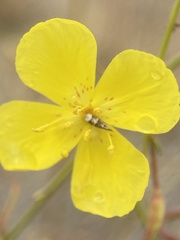 Eulobus
