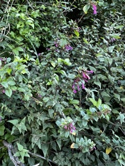 Clinopodium multiflorum