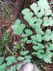 Adiantum andicola