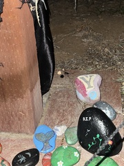 Latrodectus geometricus