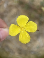 Eulobus