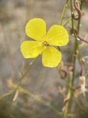 Eulobus
