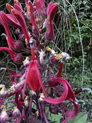 Lobelia tupa