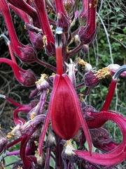 Lobelia tupa