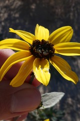 Helianthus petiolaris canescens