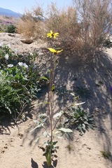Helianthus petiolaris canescens
