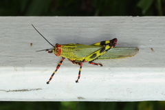 Zoniopoda tarsata