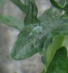 Macrosiphoniella