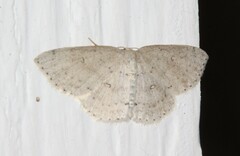 Cyclophora pendulinaria