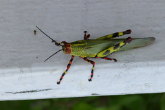 Zoniopoda tarsata
