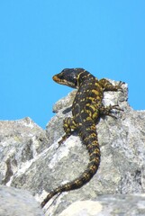 Pseudocordylus microlepidotus