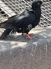 Columba livia domestica