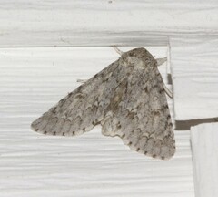 Acronicta americana
