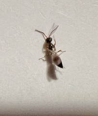 Chrysidoidea