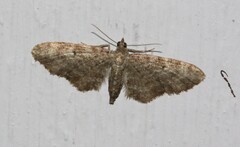 Aethalura intertexta