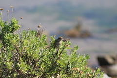 Passerculus sandwichensis rostratus