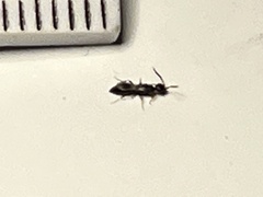 Chrysidoidea