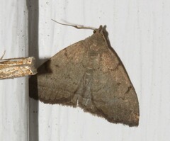 Zanclognatha protumnusalis